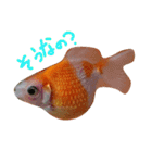金魚のぽんちゃんと仲間達（個別スタンプ：8）