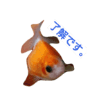 金魚のぽんちゃんと仲間達（個別スタンプ：9）