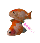 金魚のぽんちゃんと仲間達（個別スタンプ：10）