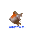 金魚のぽんちゃんと仲間達（個別スタンプ：11）