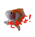 金魚のぽんちゃんと仲間達（個別スタンプ：12）