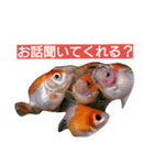 金魚のぽんちゃんと仲間達（個別スタンプ：13）