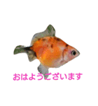 金魚のぽんちゃんと仲間達（個別スタンプ：14）