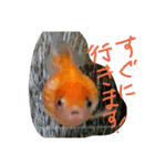 金魚のぽんちゃんと仲間達（個別スタンプ：16）