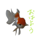 金魚のぽんちゃんと仲間達（個別スタンプ：17）