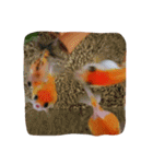 金魚のぽんちゃんと仲間達（個別スタンプ：18）