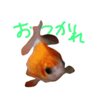金魚のぽんちゃんと仲間達（個別スタンプ：19）
