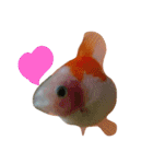 金魚のぽんちゃんと仲間達（個別スタンプ：20）
