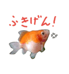 金魚のぽんちゃんと仲間達（個別スタンプ：21）