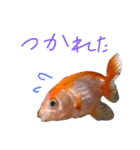 金魚のぽんちゃんと仲間達（個別スタンプ：22）
