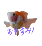 金魚のぽんちゃんと仲間達（個別スタンプ：23）