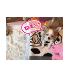 しなジロすたんぷ（個別スタンプ：6）