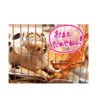 しなジロすたんぷ（個別スタンプ：7）