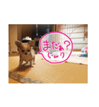しなジロすたんぷ（個別スタンプ：12）