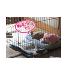 しなジロすたんぷ（個別スタンプ：14）