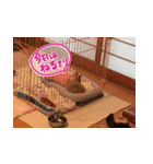 しなジロすたんぷ（個別スタンプ：15）