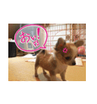 しなジロすたんぷ（個別スタンプ：16）
