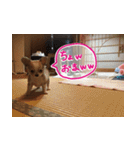 しなジロすたんぷ（個別スタンプ：17）