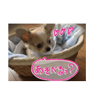 しなジロすたんぷ（個別スタンプ：18）
