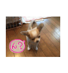 しなジロすたんぷ（個別スタンプ：21）