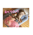 しなジロすたんぷ（個別スタンプ：22）