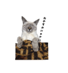 ねこっ可愛がり（個別スタンプ：1）