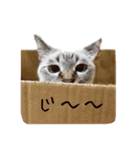 ねこっ可愛がり（個別スタンプ：3）