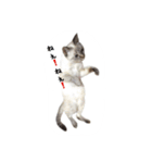 ねこっ可愛がり（個別スタンプ：4）