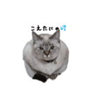 ねこっ可愛がり（個別スタンプ：5）