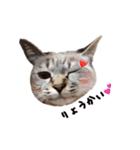 ねこっ可愛がり（個別スタンプ：7）