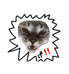 ねこっ可愛がり（個別スタンプ：8）