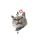 ねこっ可愛がり（個別スタンプ：9）