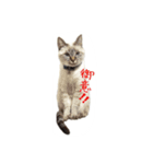 ねこっ可愛がり（個別スタンプ：10）