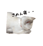 ねこっ可愛がり（個別スタンプ：11）