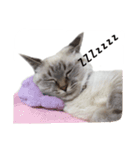 ねこっ可愛がり（個別スタンプ：12）
