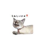 ねこっ可愛がり（個別スタンプ：13）