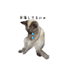 ねこっ可愛がり（個別スタンプ：14）