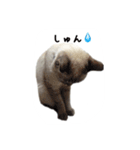 ねこっ可愛がり（個別スタンプ：15）
