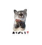 ねこっ可愛がり（個別スタンプ：16）