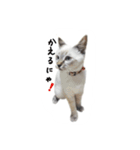 ねこっ可愛がり（個別スタンプ：17）