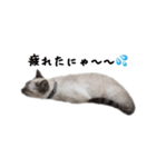 ねこっ可愛がり（個別スタンプ：18）