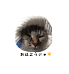 ねこっ可愛がり（個別スタンプ：19）