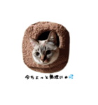 ねこっ可愛がり（個別スタンプ：21）