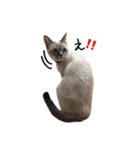 ねこっ可愛がり（個別スタンプ：22）