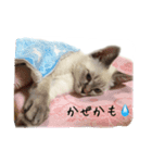 ねこっ可愛がり（個別スタンプ：23）