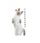 ねこっ可愛がり（個別スタンプ：24）