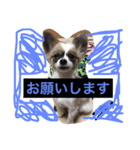 tiarasama（個別スタンプ：4）