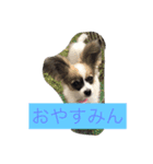tiarasama（個別スタンプ：7）