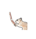 every day squirrel（個別スタンプ：1）