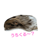 モッチの日常（個別スタンプ：1）
